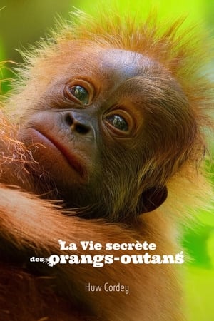 Regarder La Vie secrète des orangs-outans en streaming complet