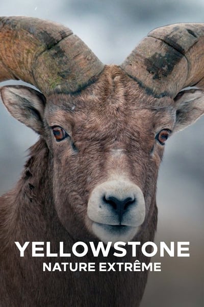 Regarder Yellowstone : Nature extrême - Saison 1 en streaming complet